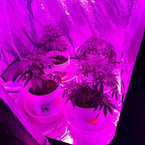 Blueberry Haze #1 growlog timeline photo