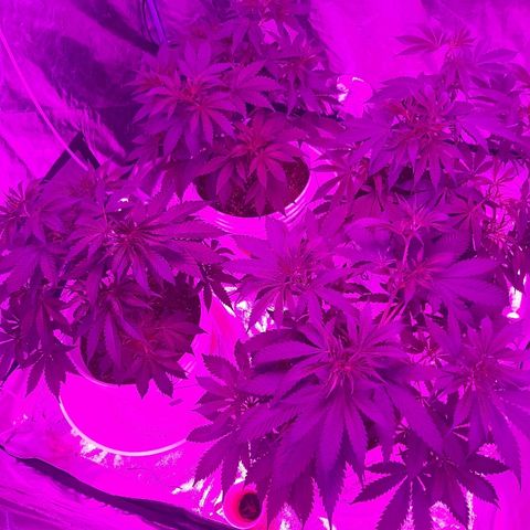 Blueberry Haze #1 growlog timeline photo