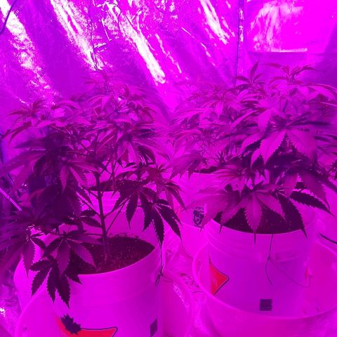 Blueberry Haze #1 growlog timeline photo