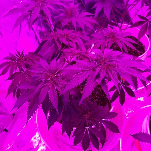 Blueberry Haze #1 growlog timeline photo