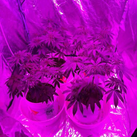 Blueberry Haze #1 growlog timeline photo