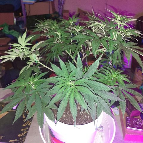 Blueberry Haze #1 growlog timeline photo
