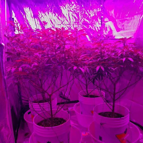 Blueberry Haze #1 growlog timeline photo