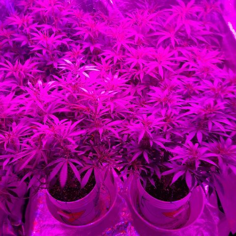 Blueberry Haze #1 growlog timeline photo