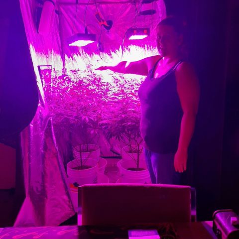 Blueberry Haze #1 growlog timeline photo