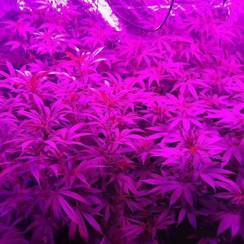 Blueberry Haze #1 growlog timeline photo