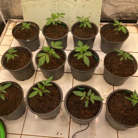 Larry OG Kush, High Society, LA Amnesia, Florida Gaspack growlog photo: Noch ein paar dazu gekommen 