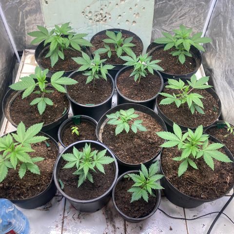 Larry OG Kush, High Society, LA Amnesia, Florida Gaspack growlog photo: Jetzt sind alle Schlawinerinnen am Start 