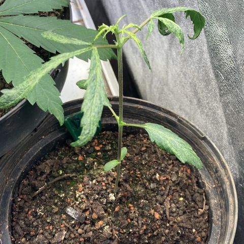 Larry OG Kush, High Society, LA Amnesia, Florida Gaspack growlog photo: Automatiks sind einfach scheiße 😂