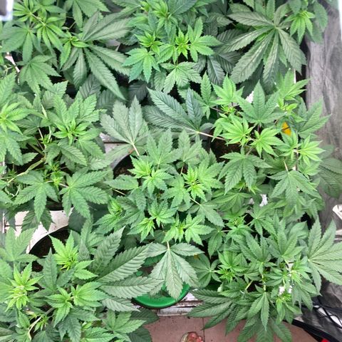 Larry OG Kush, High Society, LA Amnesia, Florida Gaspack growlog photo: Soo alle schön in Endtöpfe aber auch schon bissl 