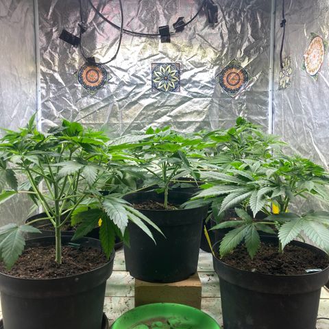 Larry OG Kush, High Society, LA Amnesia, Florida Gaspack growlog photo: Soo alle schön in Endtöpfe aber auch schon bissl 