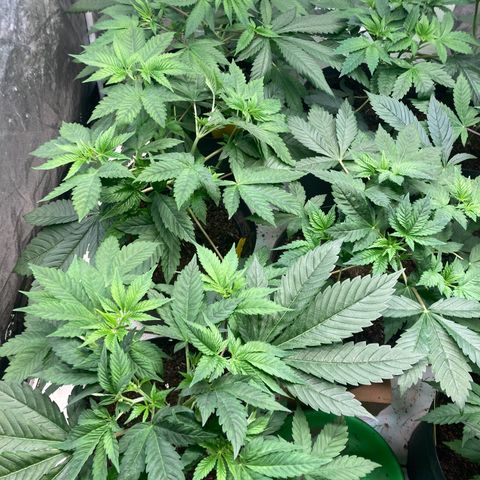 Larry OG Kush, High Society, LA Amnesia, Florida Gaspack growlog photo: Soo alle schön in Endtöpfe aber auch schon bissl 