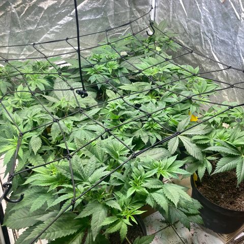 Larry OG Kush, High Society, LA Amnesia, Florida Gaspack growlog photo: Überlegung Netz aber verworfen 