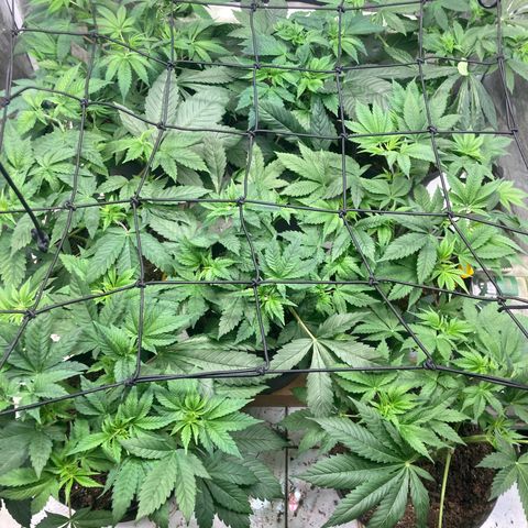 Larry OG Kush, High Society, LA Amnesia, Florida Gaspack growlog photo: Netz noch drauf aber stressig mit anheben 
