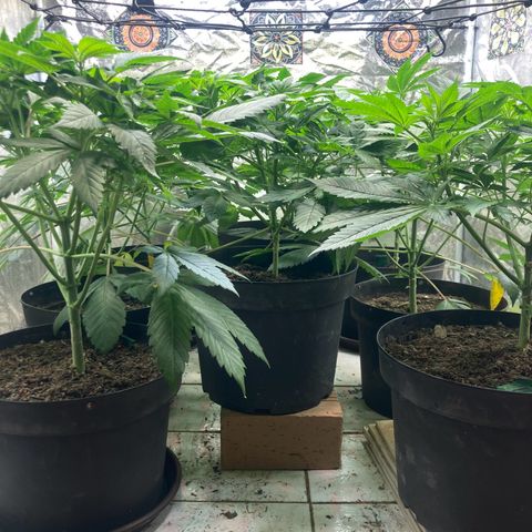 Larry OG Kush, High Society, LA Amnesia, Florida Gaspack growlog timeline photo