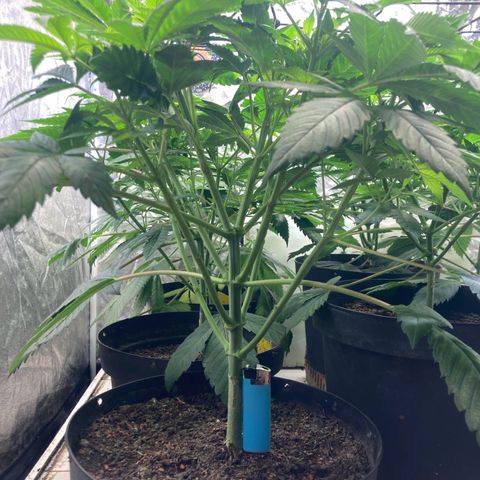 Larry OG Kush, High Society, LA Amnesia, Florida Gaspack growlog photo: Multitopped 