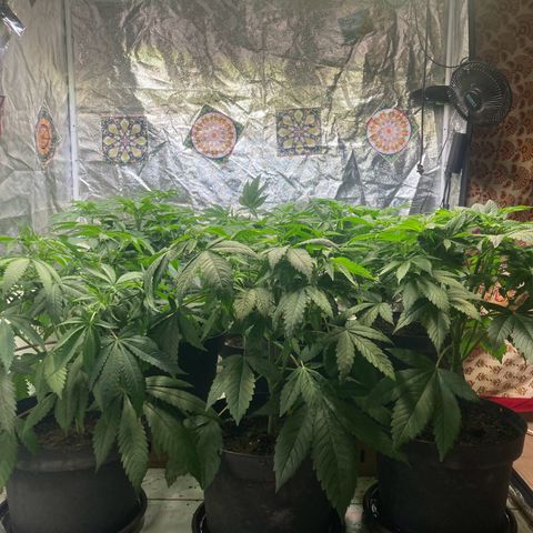Larry OG Kush, High Society, LA Amnesia, Florida Gaspack growlog photo: Mal ne Front und Seitenansicht