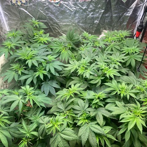 Larry OG Kush, High Society, LA Amnesia, Florida Gaspack growlog photo: Mal ne Front und Seitenansicht