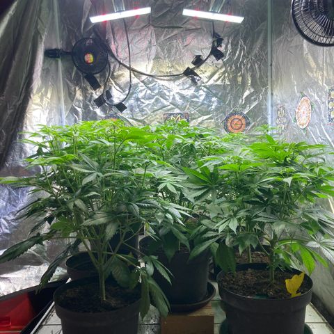 Larry OG Kush, High Society, LA Amnesia, Florida Gaspack growlog photo: Läuft und wächst vor sich hin 