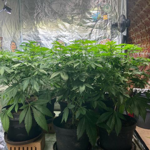 Larry OG Kush, High Society, LA Amnesia, Florida Gaspack growlog photo: Läuft und wächst vor sich hin 
