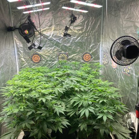 Larry OG Kush, High Society, LA Amnesia, Florida Gaspack growlog photo: Läuft und wächst vor sich hin 