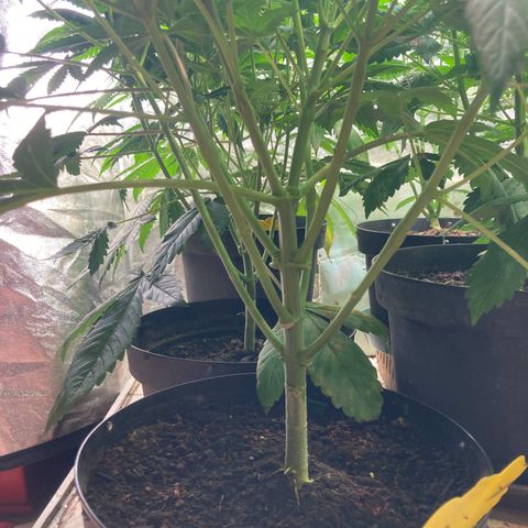 Larry OG Kush, High Society, LA Amnesia, Florida Gaspack growlog photo: Gelungenstest Topping 