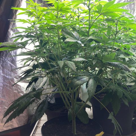 Larry OG Kush, High Society, LA Amnesia, Florida Gaspack growlog timeline photo