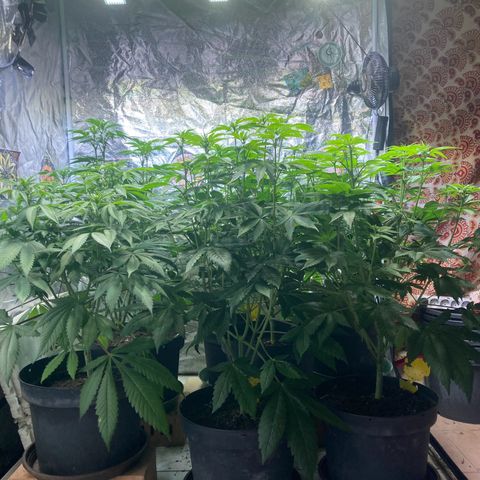 Larry OG Kush, High Society, LA Amnesia, Florida Gaspack growlog photo: Seitenansicht 