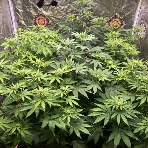 Larry OG Kush, High Society, LA Amnesia, Florida Gaspack growlog timeline photo