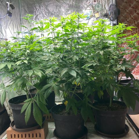 Larry OG Kush, High Society, LA Amnesia, Florida Gaspack growlog timeline photo