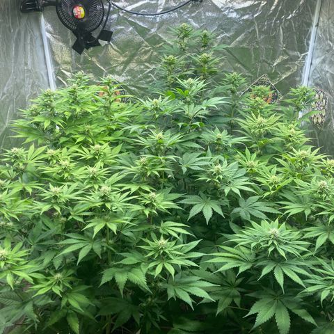 Larry OG Kush, High Society, LA Amnesia, Florida Gaspack growlog timeline photo