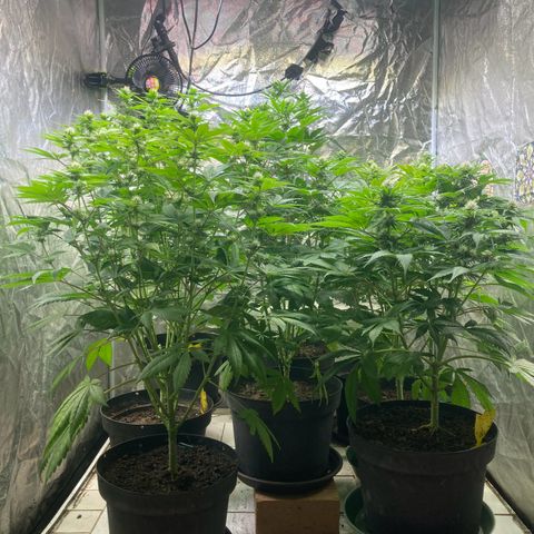 Larry OG Kush, High Society, LA Amnesia, Florida Gaspack growlog timeline photo