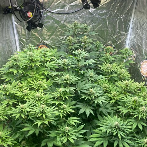 Larry OG Kush, High Society, LA Amnesia, Florida Gaspack growlog photo: Wird wird 
