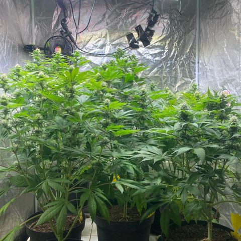 Larry OG Kush, High Society, LA Amnesia, Florida Gaspack growlog photo: Wird wird 