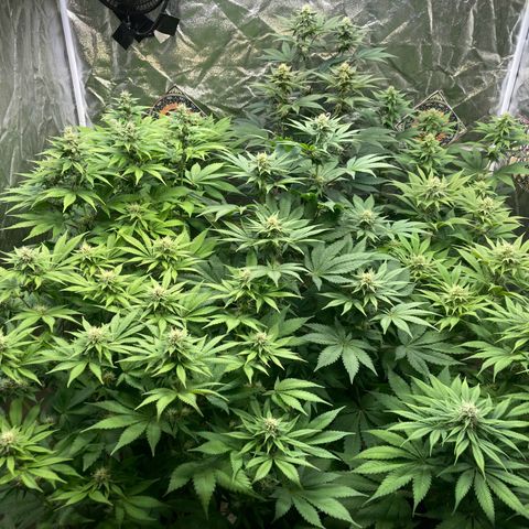 Larry OG Kush, High Society, LA Amnesia, Florida Gaspack growlog photo: Wird wird 