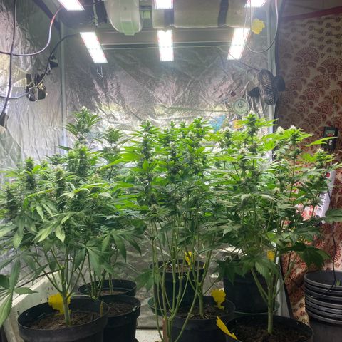 Larry OG Kush, High Society, LA Amnesia, Florida Gaspack growlog timeline photo