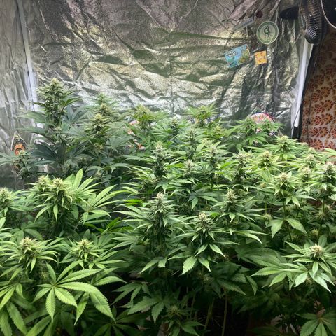 Larry OG Kush, High Society, LA Amnesia, Florida Gaspack growlog timeline photo