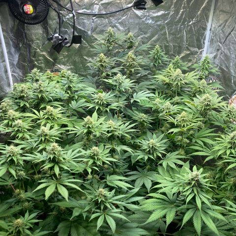 Larry OG Kush, High Society, LA Amnesia, Florida Gaspack growlog timeline photo