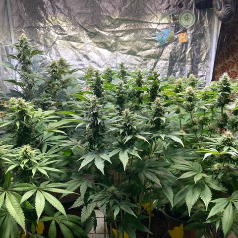 Larry OG Kush, High Society, LA Amnesia, Florida Gaspack growlog timeline photo