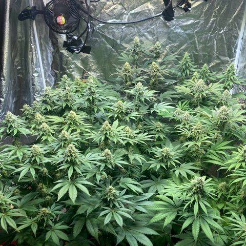 Larry OG Kush, High Society, LA Amnesia, Florida Gaspack growlog timeline photo
