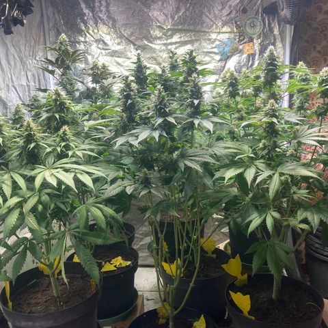 Larry OG Kush, High Society, LA Amnesia, Florida Gaspack growlog timeline photo