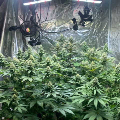 Larry OG Kush, High Society, LA Amnesia, Florida Gaspack growlog timeline photo