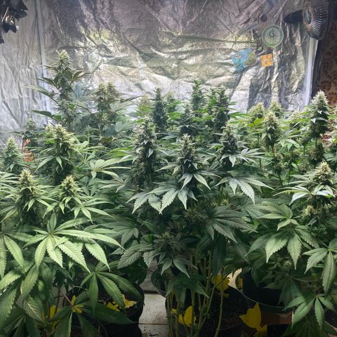 Larry OG Kush, High Society, LA Amnesia, Florida Gaspack growlog timeline photo