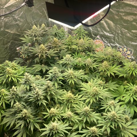 Larry OG Kush, High Society, LA Amnesia, Florida Gaspack growlog timeline photo