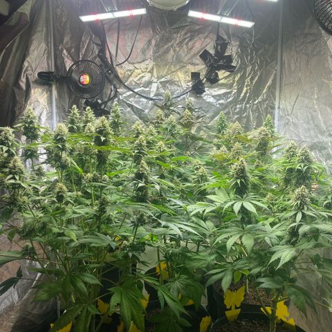 Larry OG Kush, High Society, LA Amnesia, Florida Gaspack growlog timeline photo