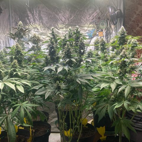 Larry OG Kush, High Society, LA Amnesia, Florida Gaspack growlog timeline photo