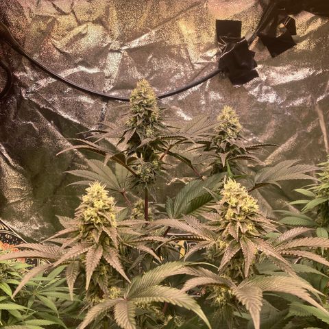 Larry OG Kush, High Society, LA Amnesia, Florida Gaspack growlog timeline photo