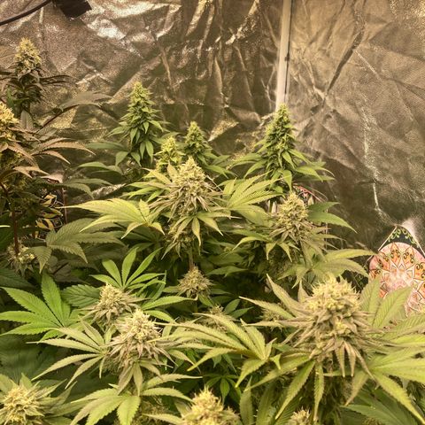 Larry OG Kush, High Society, LA Amnesia, Florida Gaspack growlog timeline photo