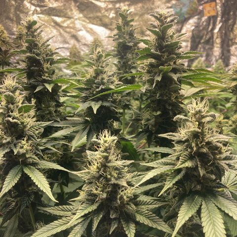 Larry OG Kush, High Society, LA Amnesia, Florida Gaspack growlog timeline photo