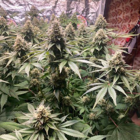 Larry OG Kush, High Society, LA Amnesia, Florida Gaspack growlog timeline photo